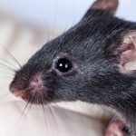 Mouse-Free Living: How Professional Exterminators Achieve Complete Rodent Nest Eradication