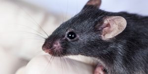 Mouse-Free Living: How Professional Exterminators Achieve Complete Rodent Nest Eradication