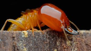 Preventing Termite Infestations: Strategies for Long-Term Control