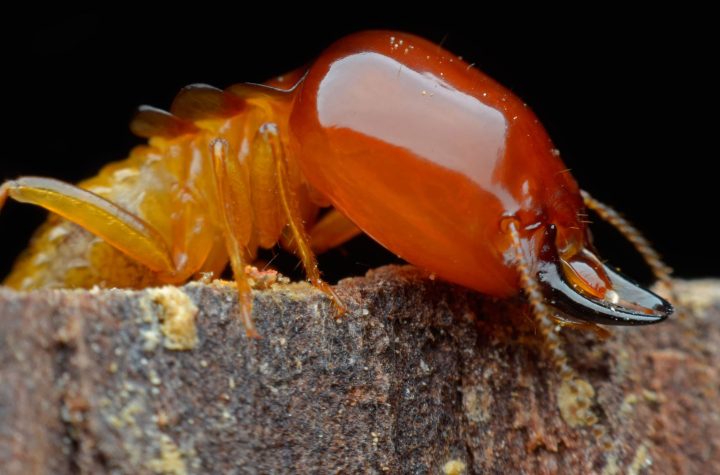 Preventing Termite Infestations: Strategies for Long-Term Control