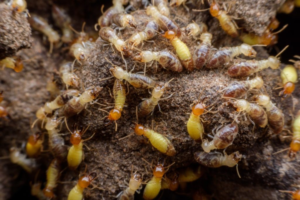 Preventing Termite Infestations: Strategies for Long-Term Control